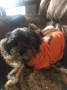 a rescue dog in an orange shirt