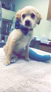 A rescue dog with a blue bowtie